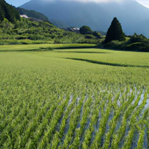 和田地毯