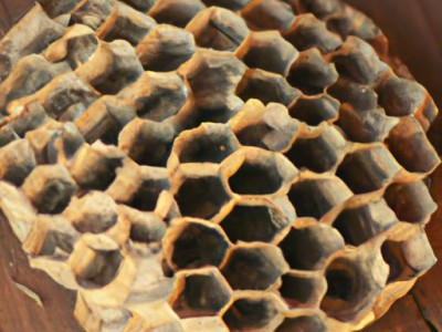 蜂窝纸及蜂窝纸板生产厂家：解析蜂窝纸的生产过程和应用领域