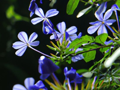 吊蓝花是什么？吊蓝花有几种？