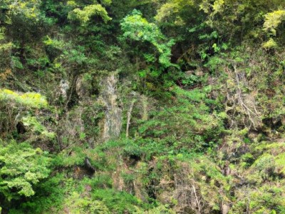 石灰和竹灰哪个除湿好？