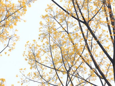 金丝楠木的市场价及现状