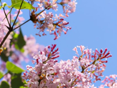 丁香花开放的季节及花期