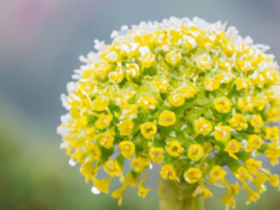 玉树花：高原上的美丽瑰宝
