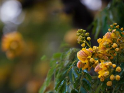 金苞花的养殖方法和注意事项