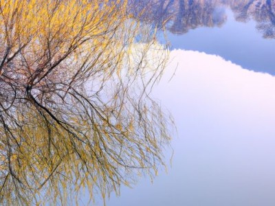 水曲柳：一种优美的园林植物