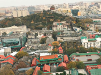 大叶莲花掌（大叶莲花掌养殖方法）