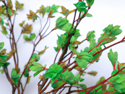 火烧花（火烧花图片大全）