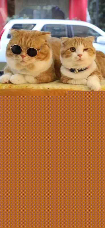 壁纸 |<img src=
