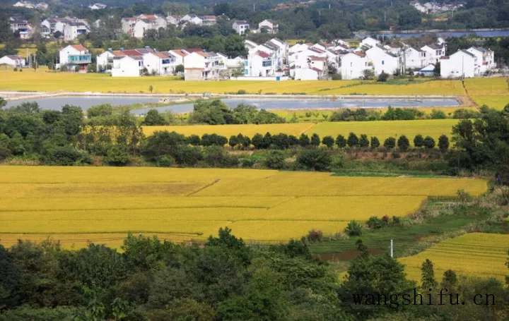 榴莲哪个季节种植（榴莲哪个季节种植最好）