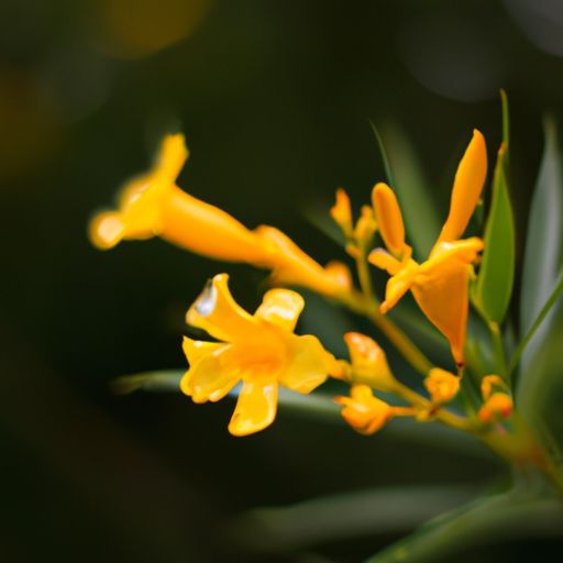 黄花夹竹桃