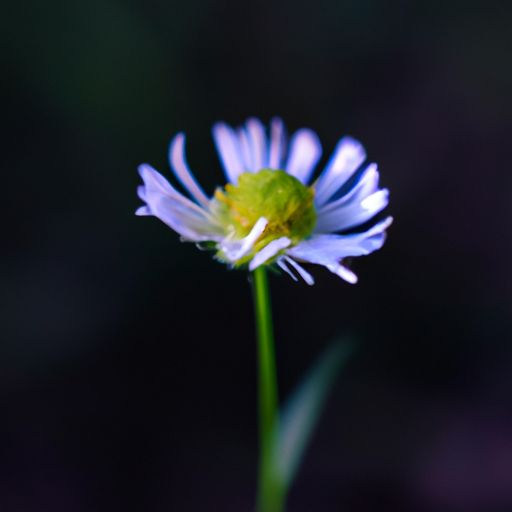 松叶菊