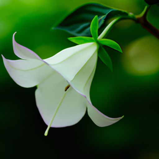 风铃草