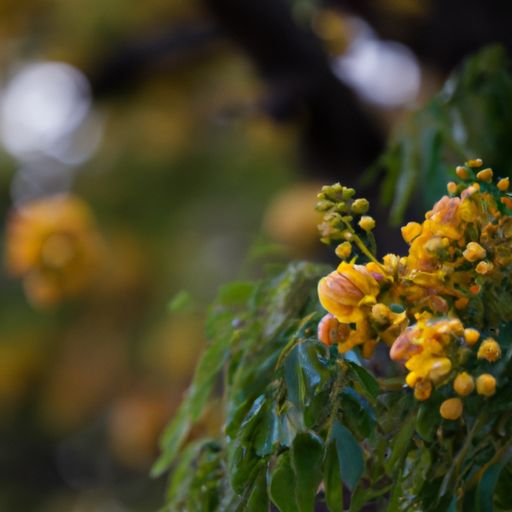 金苞花