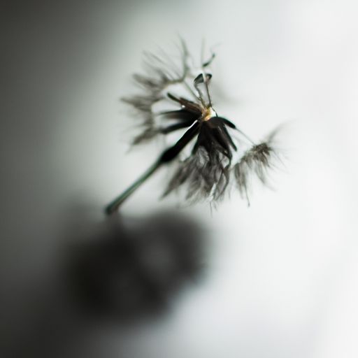 花毛莨