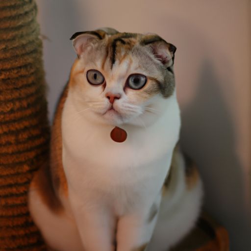 泰国暹罗猫