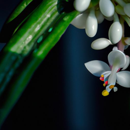 龙舌兰花