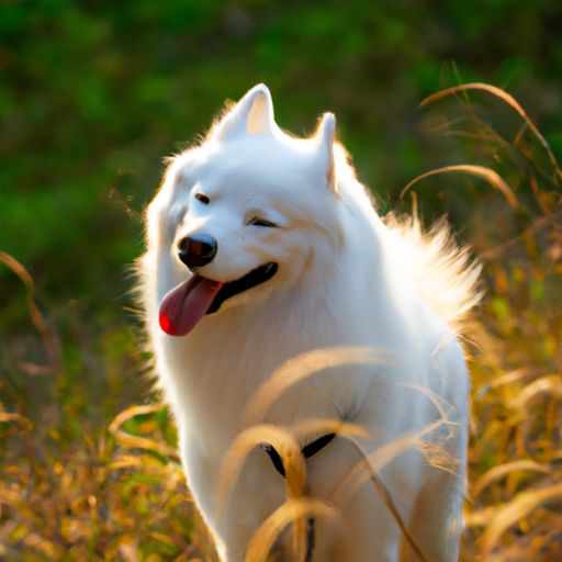 秋田狗