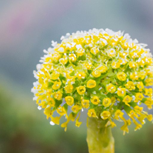 玉树花