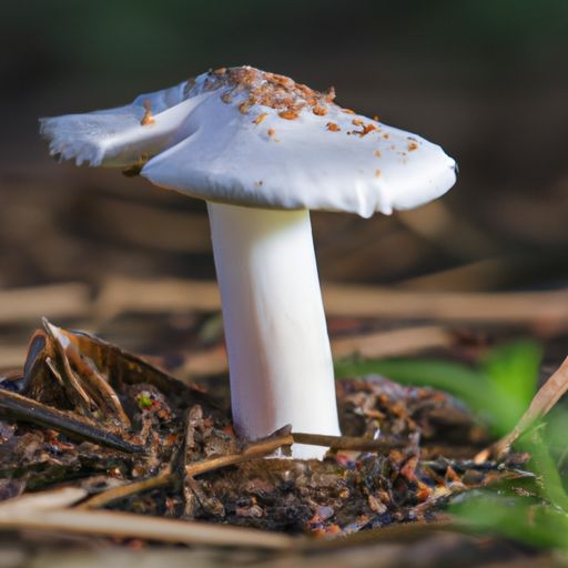 秀珍菇