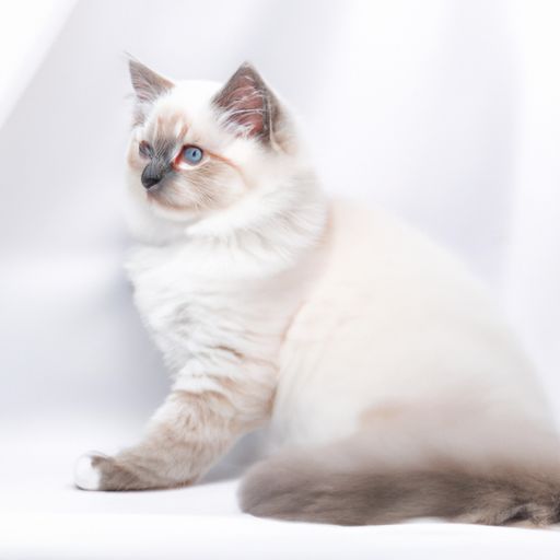 波斯猫儿