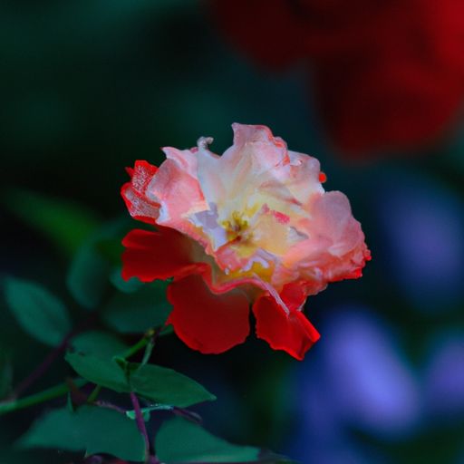 月季花图片