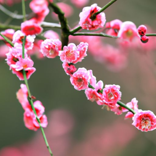 花洒头