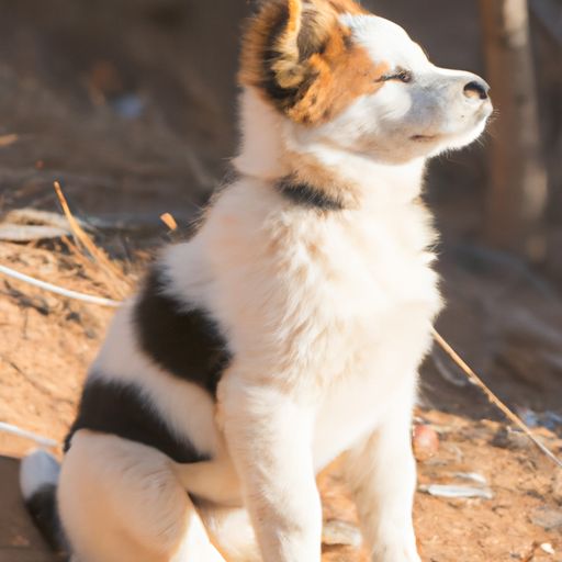 牛头梗犬