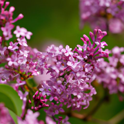 丁香花承认