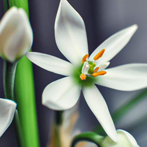 白兰花