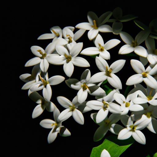 　闹羊花